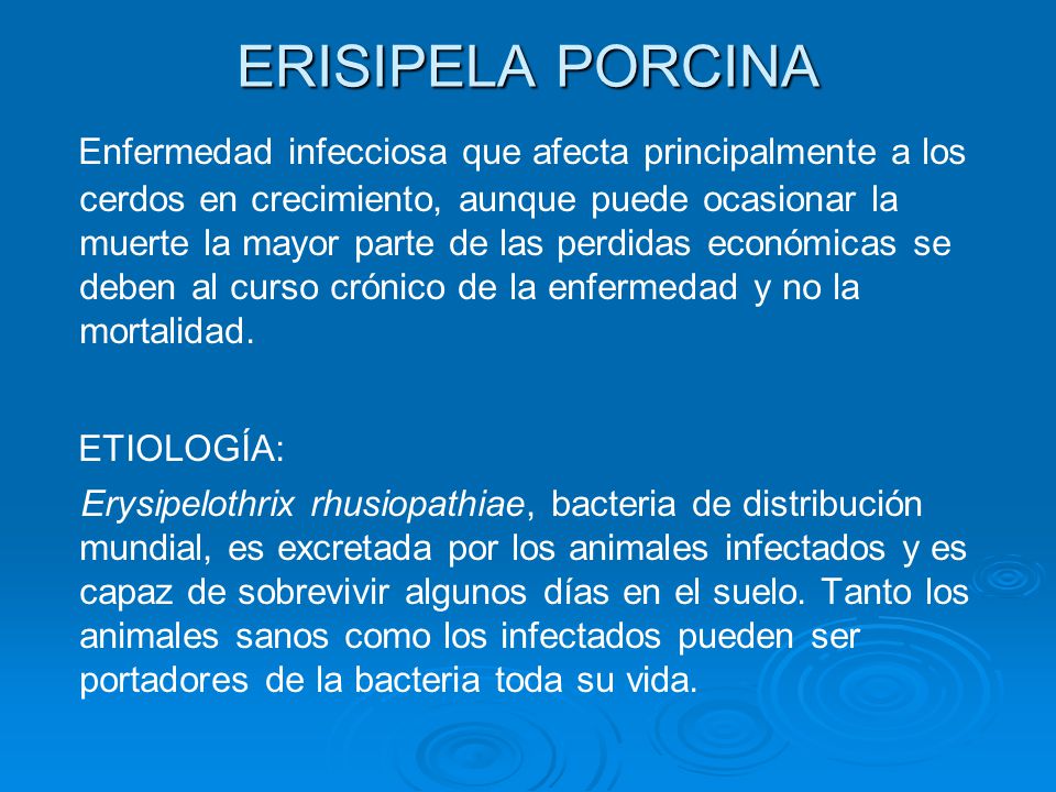 erisipela porcina es contagiosa erisipela porcina es contagiosa